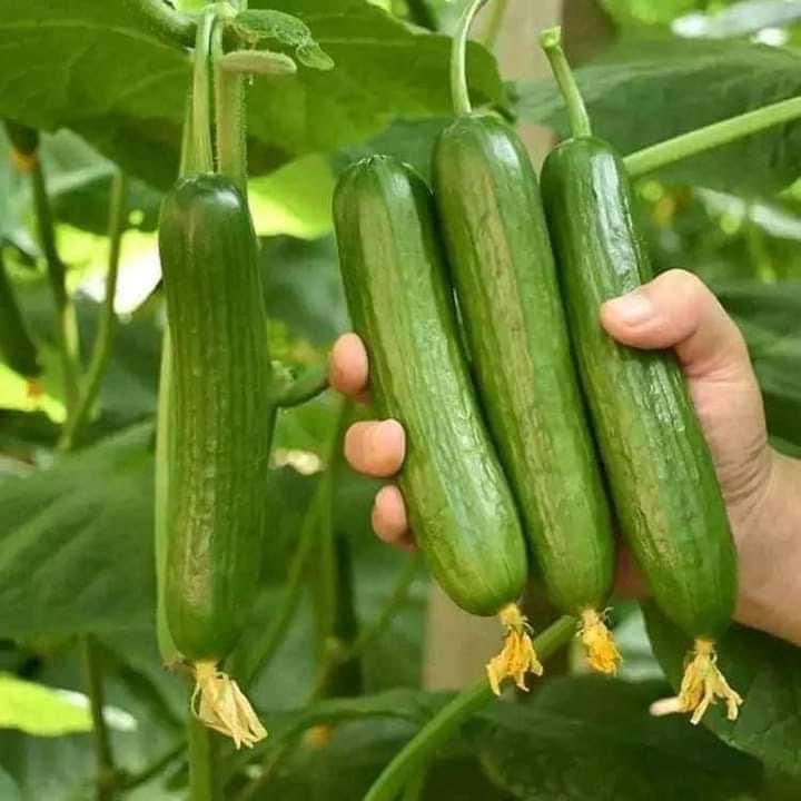 30 Hạt giống DƯA CHUỘT BABY DƯA CHUỘT CHÙM F1 siêu trái dễ trồng