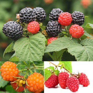 Hạt giống mâm xôi mix giá rẻ