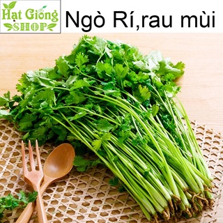Hạt giống Ngò Rí,Rau Mùi ( gói 100 hạt)