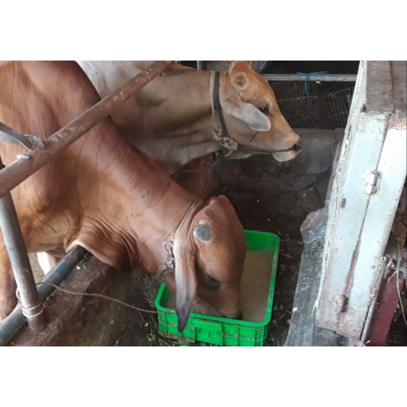 Men vi sinh BIO PHƯƠNG NAM : Chuyên dùng Ủ đạm cá các loại, ủ thức ăn tinh tự chế,....