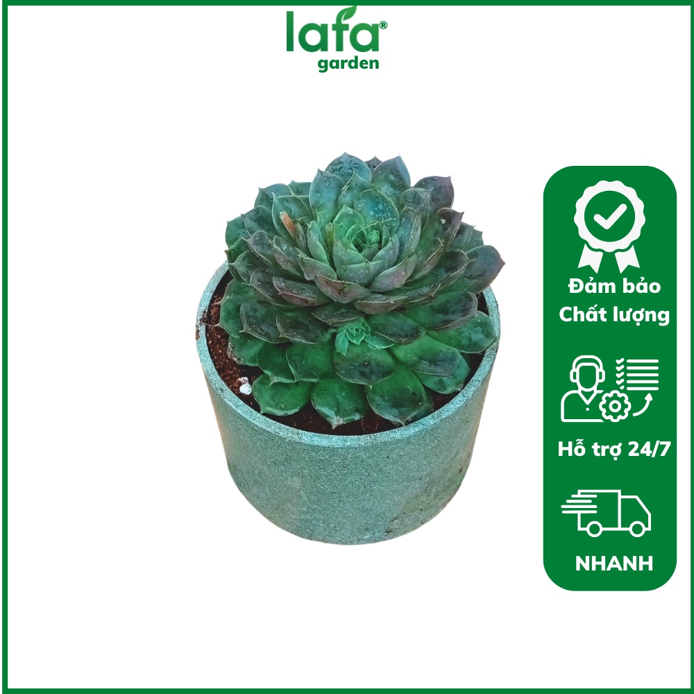 Cây sen đá để bàn kèm chậu đất nung, quà tặng sen đá LAFA GARDEN
