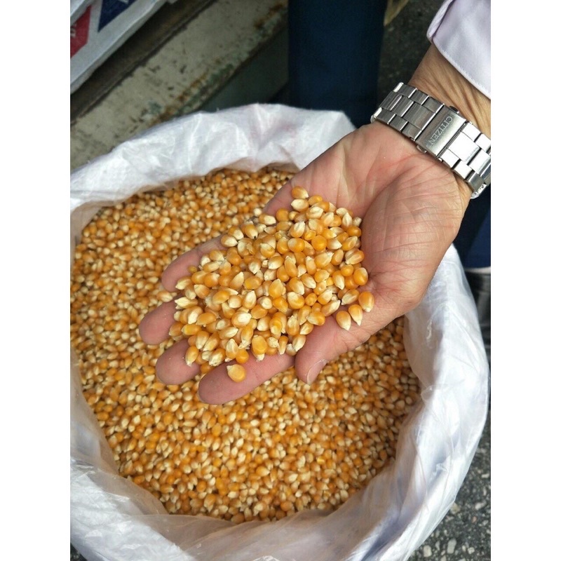 Combo 500g Ngô Mỹ Làm Bắp Rang Bơ Tại Nhà