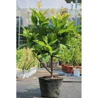 Cây Mận An Phước chiết cao 100cm
