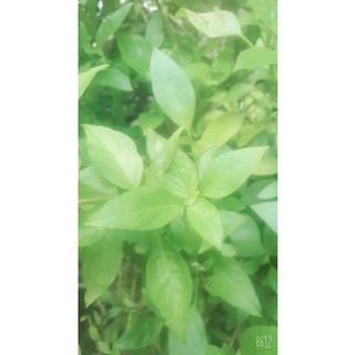 100 HẠT GIỐNG RAU HÚNG QUẾ( QUẾ THƠM)