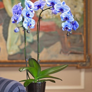 10 Que cắm Lan Hồ điệp 80cm