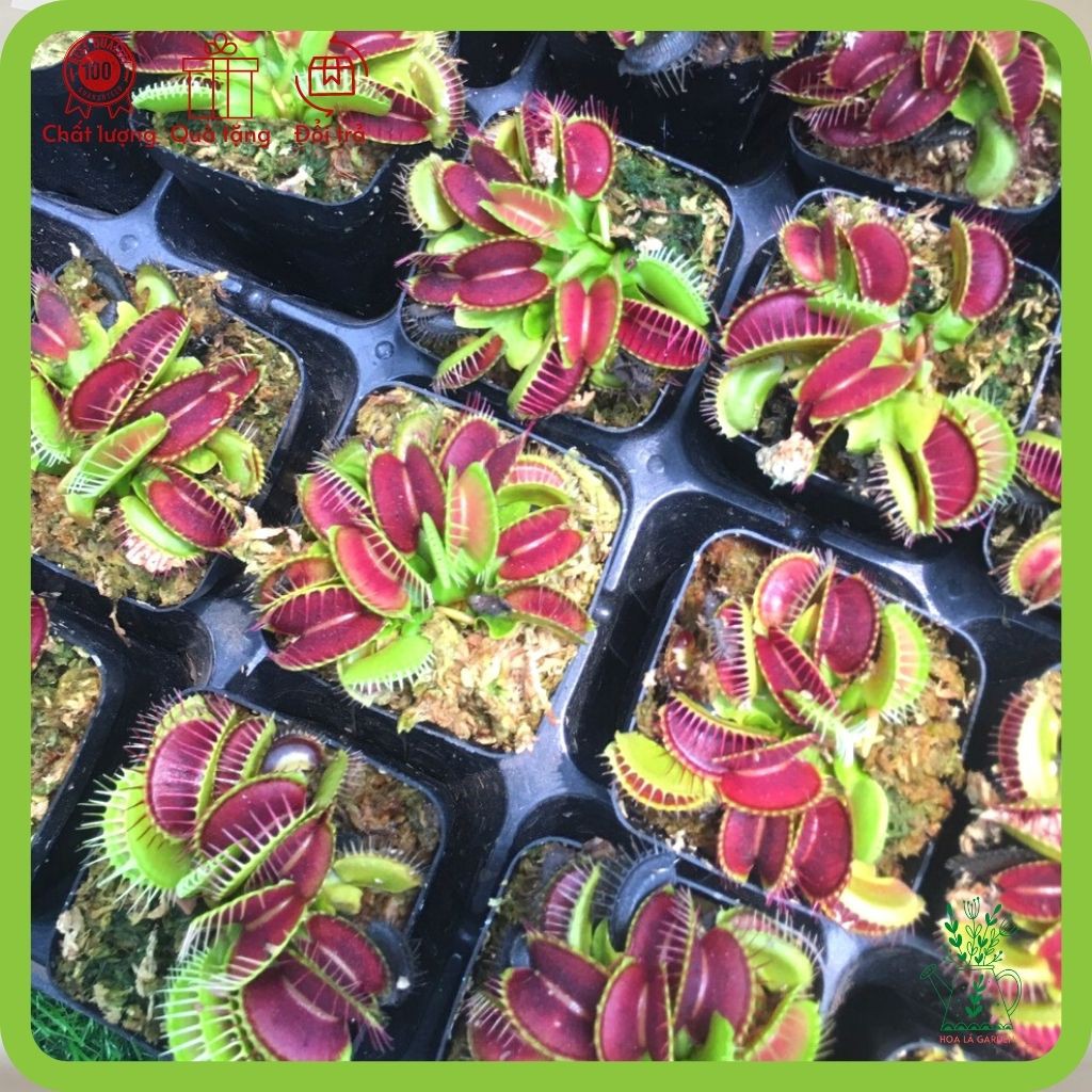 Cây bẫy kẹp bắt mồi Venus Flytrap, bắt ruồi, bắt côn trùng