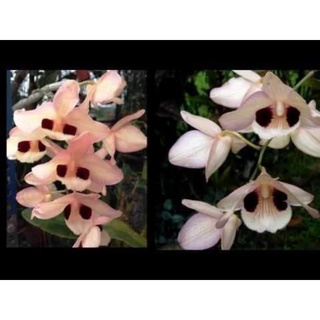 (New) Lan hoàng thảo thái bình 1 giề