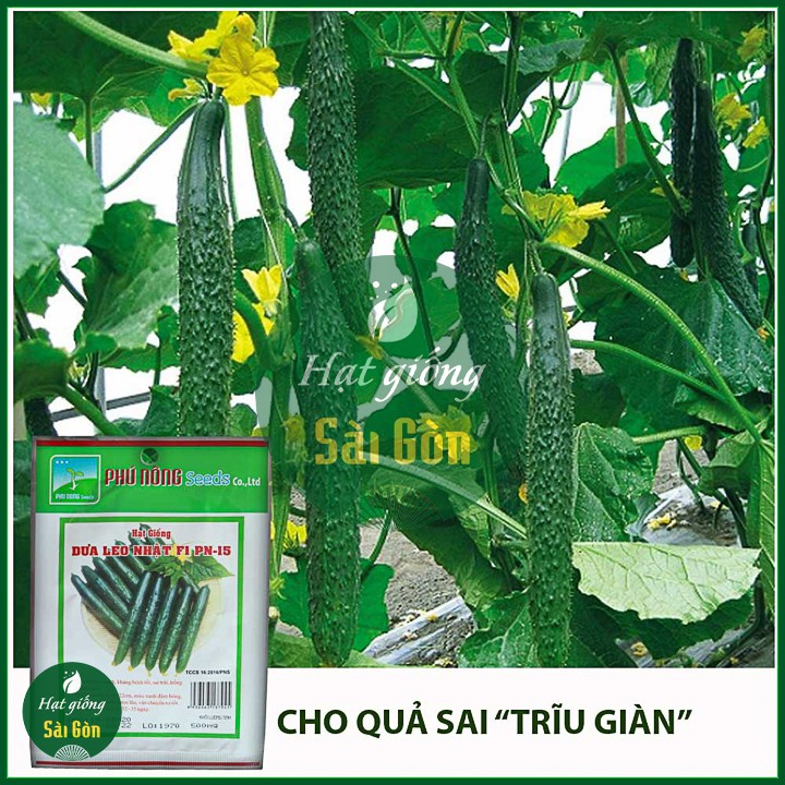 Hạt Giống Dưa Leo Nhật F1 0,5Gr Quả Dài, Năng Suất Cao