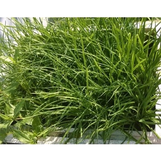 Khóm 10 cây hẹ ta giống có củ tốt cho sk