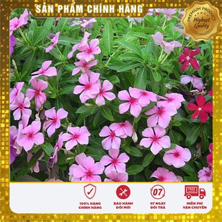 Hạt giống hoa dừa cạn hồng LUCKY SEEDS