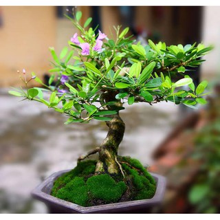 LINH SAM SIÊU BÔNG-GIÚP NÔNG DÂN ĐỔI ĐỜI