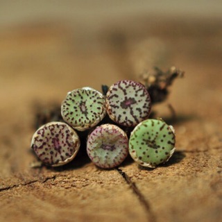 Cây conophytum obcordellum