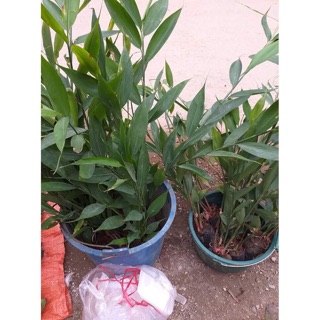1 Khóm gừng núi đá lạng sơn