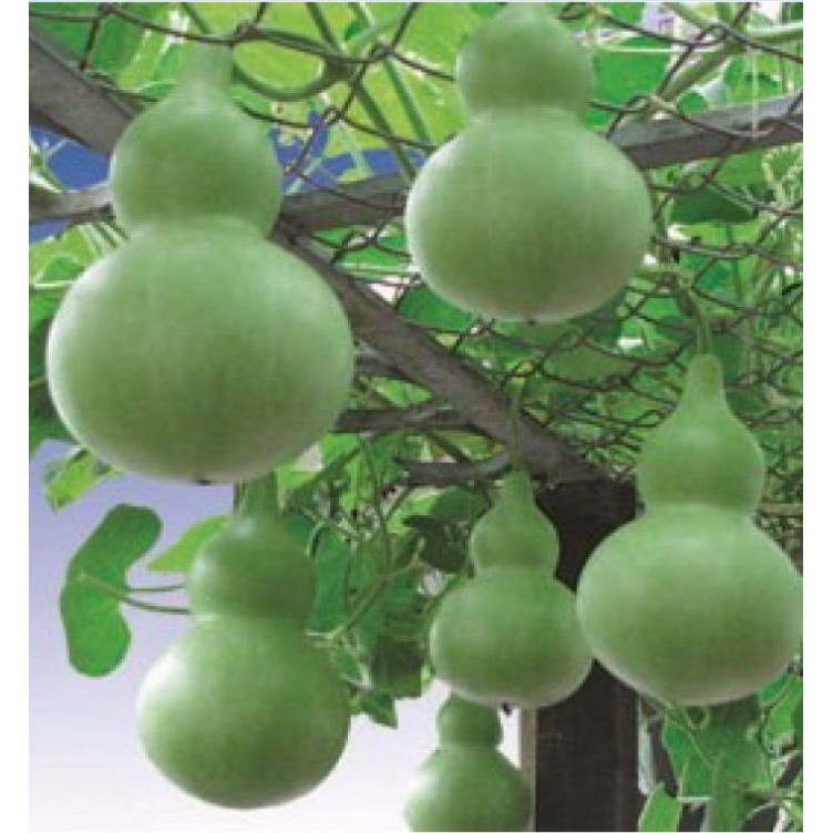 Hạt giống bầu hồ lô cao sản F1 - 10 hạt/ kèm 3 viên nén xơ dừa ươm hạt