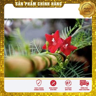 Hạt Giống Hoa Tóc Tiên( 10 hạt)