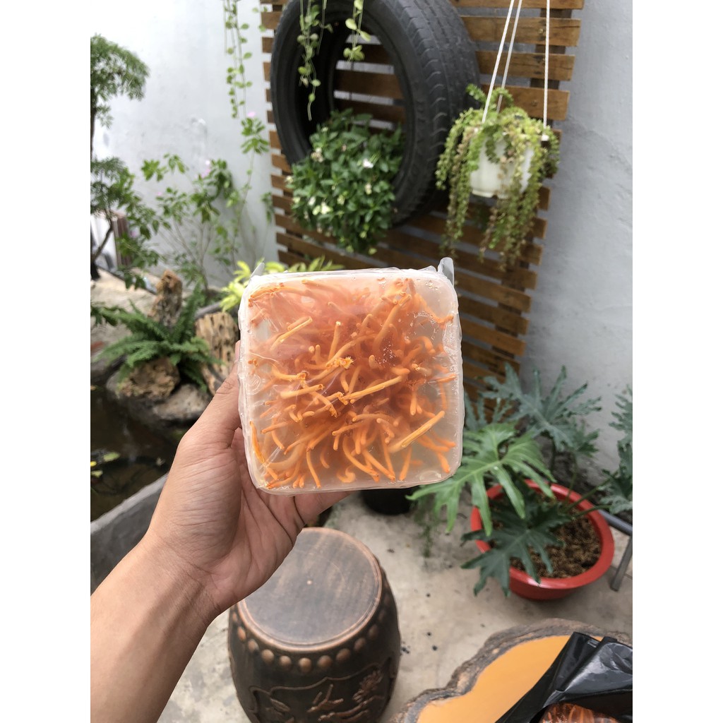 Đông trùng hạ thảo tươi - Hộp tươi đông trùng hạ thảo 140Gam | BigBuy360 - bigbuy360.vn