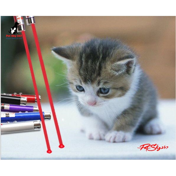 Đồ Chơi Đèn Laser Led Cho Chó Mèo