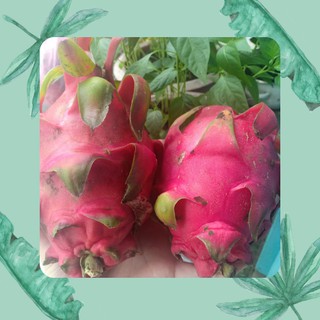 Thanh Long Ruột Đỏ (Chỉ Nhận Giao TP. Thủ Đức)