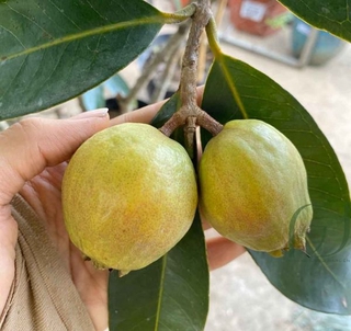 cây Lý.... 6 tháng cây cho trái