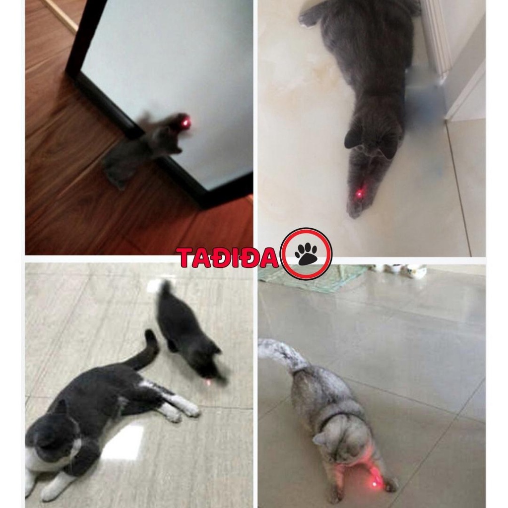 Đồ chơi cho Chó Mèo Lasez trêu chọc Thú Cưng vui nhộn - Tadida Pet