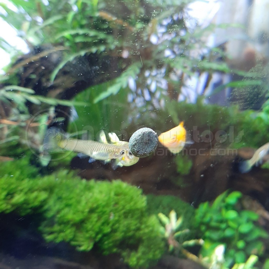 Tảo viên, tảo bột Spirulina cho cá- thức ăn nuôi artemia, bobo - cám tảo dinh dưỡng cho tép cảnh, ốc cảnh-shopleo