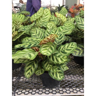 Cây đuôi công Calathea makoyana