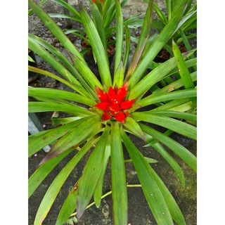 Cây Dứa Cảnh Nến (Phong Lộc Hoa, Cây Ngọn Nến)