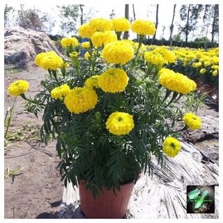 Hạt giống Hoa Cúc Vạn Thọ lai f1, đóng gói 10 hạt