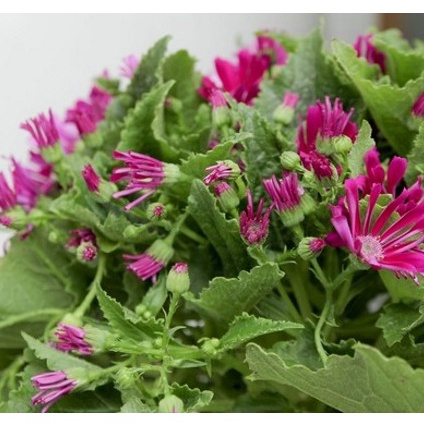 50h Hạt Giống Hoa Cúc Lá Nho Mix Màu ( tặng kèm thuốc kích mầm ra rễ)