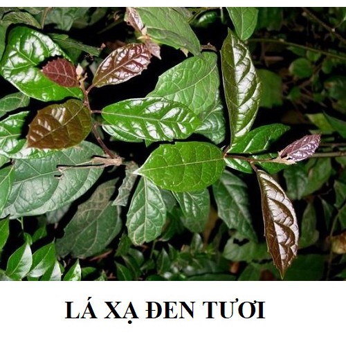 [FREESHIP 20K ĐƠN TỪ 50K] Trà Xạ Đen ( túi lọc) 🌱 100% ORGANIC 🌱 Thanh lọc cơ thể - An thần ngủ ngon