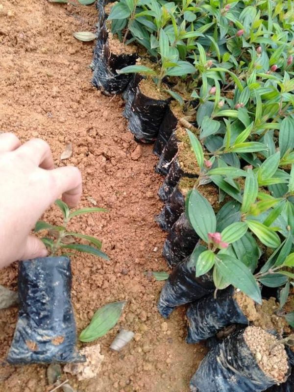 Cây giống sim thái