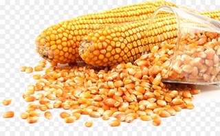 1kg hạt ngô (hạt bắp) phơi nắng khô