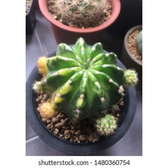 Sale 50%- Xương rồng  Bí Ngô Var 6-7 cm