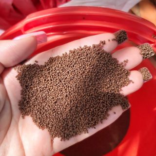 Cám tomboy hạt nổi 50k/ ký ( cám chuyên dụng của các trại cá) HÌNH THẬT SHOP TỰ CHỤP