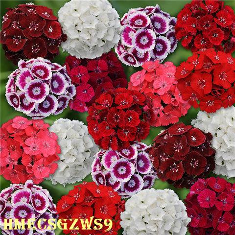 Hạt giống hoa cẩm chướng dianthus nhiều màu sống bốn mùa 200h
