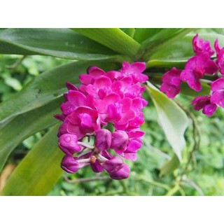 ĐAI CHÂU NGỌC ĐIỂM NĂM 3