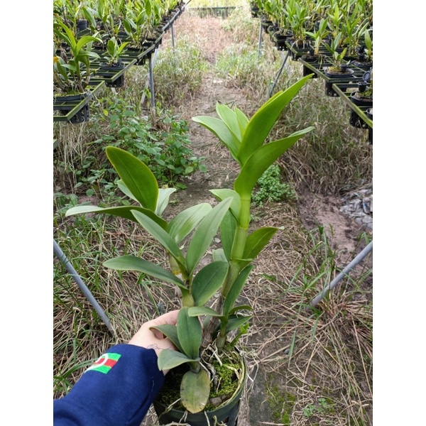 Dendro nắng vàng tia siêng hoa lâu tàn cây trưởng thành