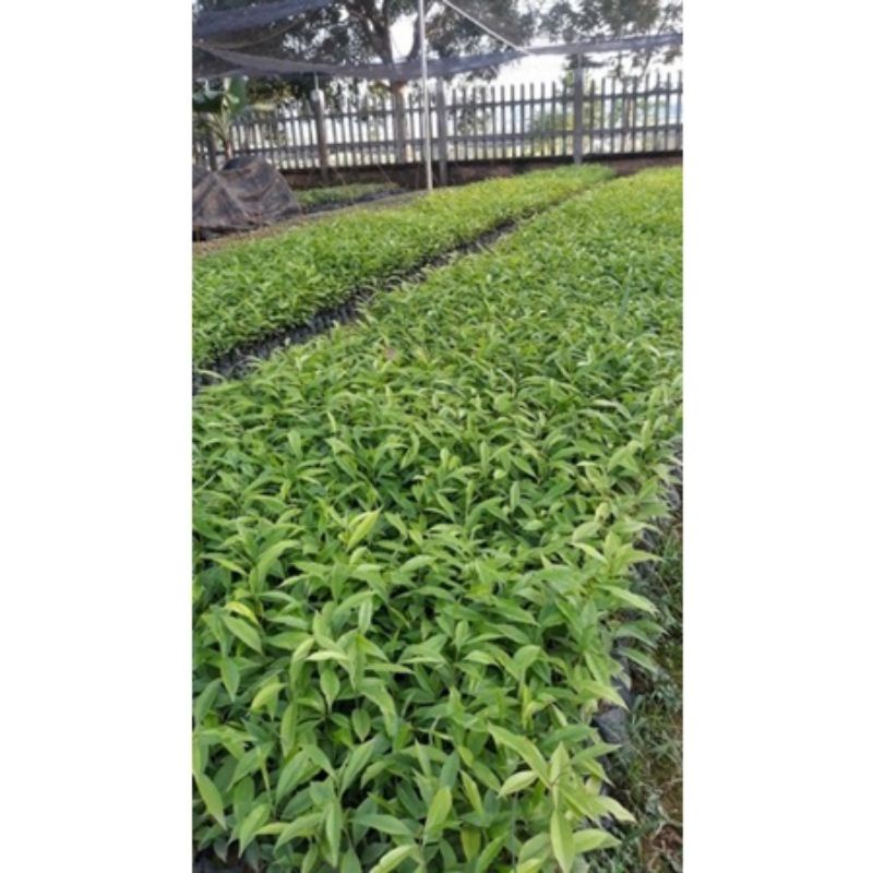 COMBO 20 CÂY trầm hương cây gió bầu tặng 2 cây