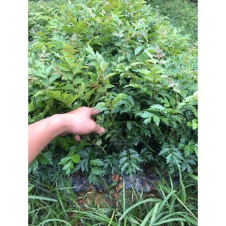 giống cây lát hoa