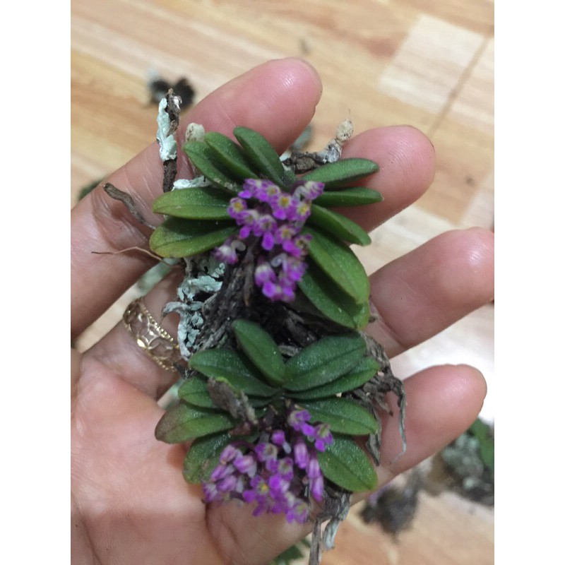 Combo 10 cây hoa lan Trứng Bướm