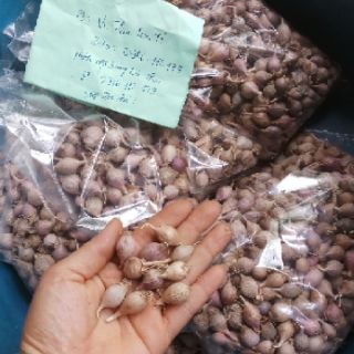 Tỏi Cô Đơn phù Yên Sơn La