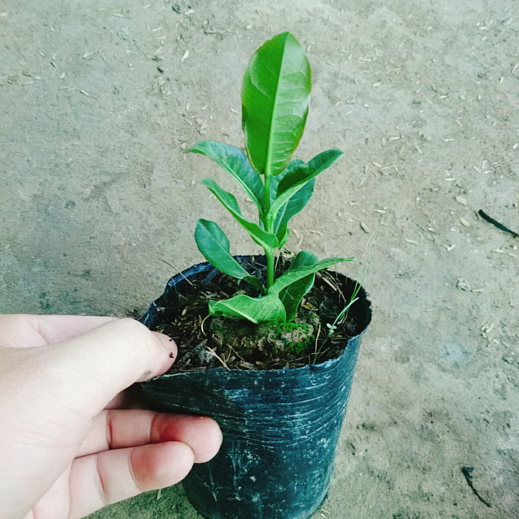 Cây Trang Phụng Hoàng Lửa - cây cảnh để bàn