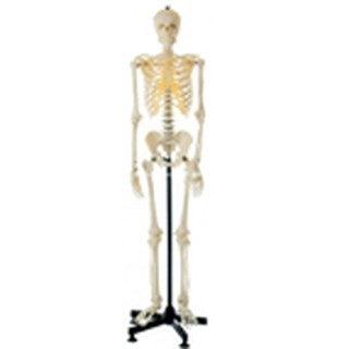 Mô hình bộ xương người 85cm