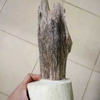 Cây trầm hương