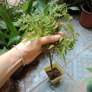 Cây giống đinh lăng