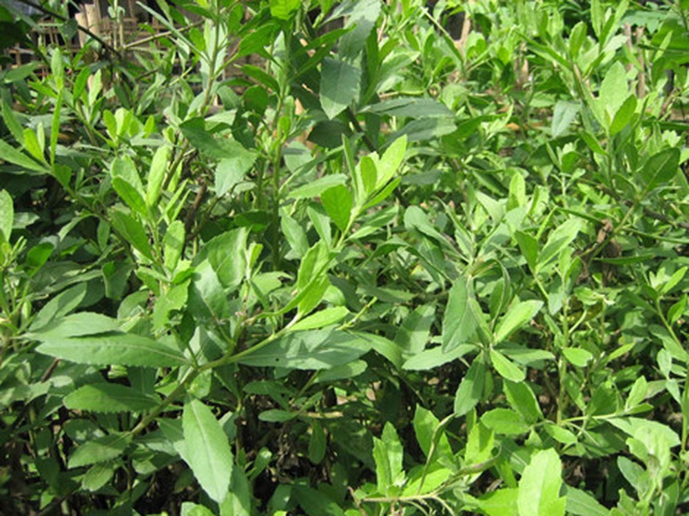 CHUẨN CÂY CÚC TẦN - BẦU CÂY GIỐNG