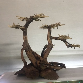 (149K) Bonsai bể cá thuỷ sinh 20x15