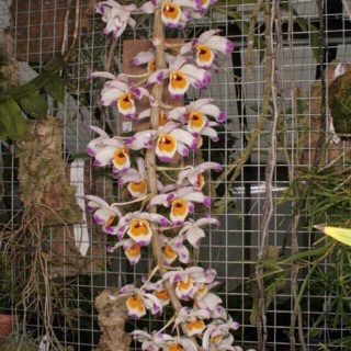 [HOT CUC RE] LAN U LỒI 500G GIÁ 200K