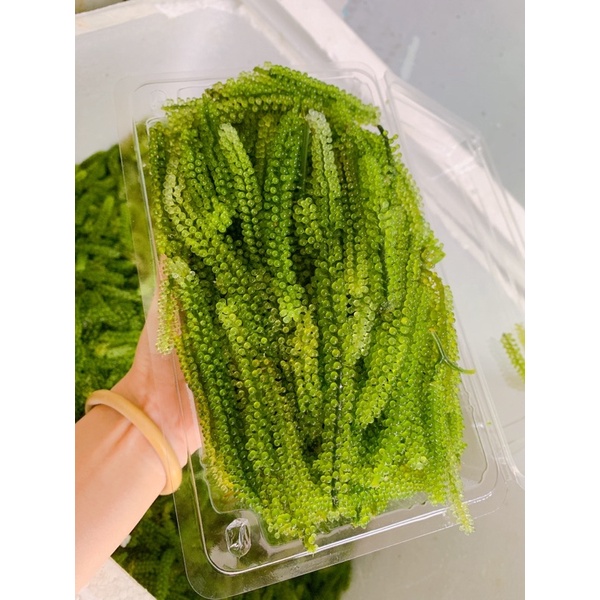 Rong nho tươi - Rong nho tươi khánh hoà tại Q.Bình Thạnh