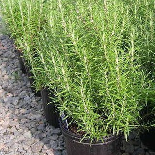10h Hạt Giống Hương Thảo Rosemary luckyseed hạt siêu rẻ